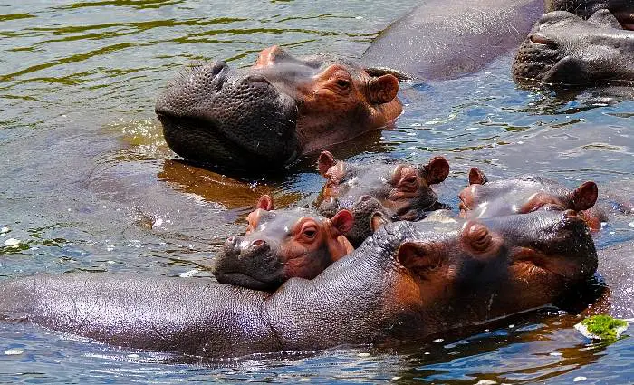 hippos on safari in Africa