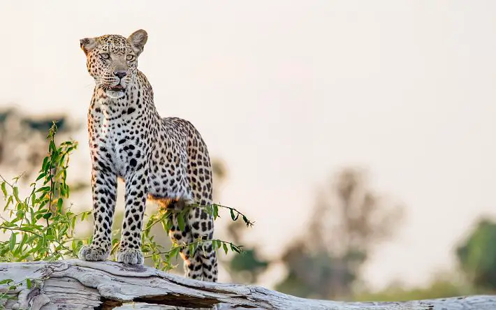 leopard on African safari