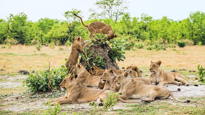 lions best safari in Africa