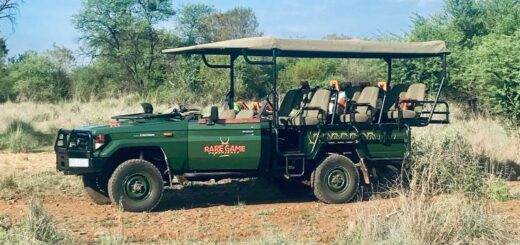 safari pilanesburg kingdom resort